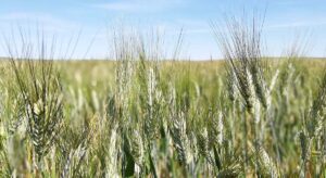 La producción de trigo duro en España sigue en caída libre con un nuevo descenso superior al 25% para la campaña 26/27