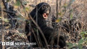 La sangrienta «guerra civil» que los científicos registraron en un grupo de chimpancés