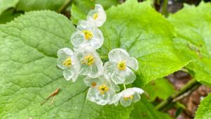 La sorprendente flor que se vuelve transparente cuando llueve y parece de cristal