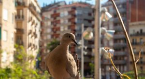 Las palomas no anidan en una terraza de forma casual, sino que detectan espacios que cumplen con estos requisitos para poner huevos