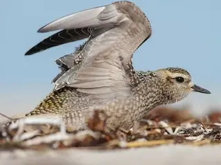 Los Llanos de Apure son la escala vital para aves que cruzan el continente