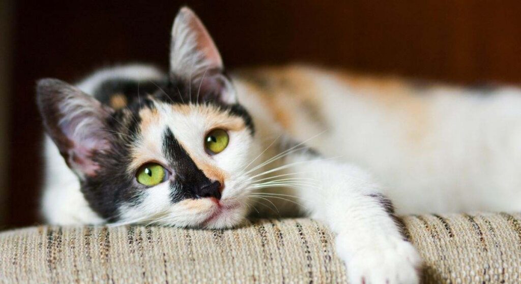 Los expertos en gatos sentencian: No tienen siete vidas "agrega cuatro años felinos por cada año humano"