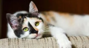 Los expertos en gatos sentencian: No tienen siete vidas «agrega cuatro años felinos por cada año humano»