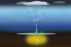 Los vegetales captan el sonido de la lluvia