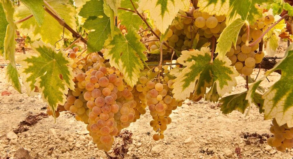Los viticultores coinciden: el mildiu "provocó pérdidas superiores al 50% de la producción en el Condado de Huelva"