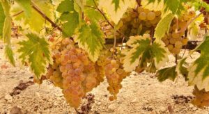 Los viticultores coinciden: el mildiu «provocó pérdidas superiores al 50% de la producción en el Condado de Huelva»