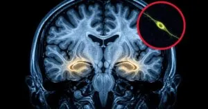 Memoria de treinta años con ochenta cumplidos: la neurociencia detrás de los SuperAgers