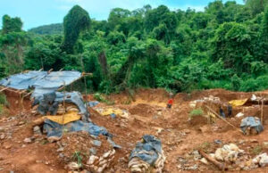 Muere hombre aplastado por un árbol