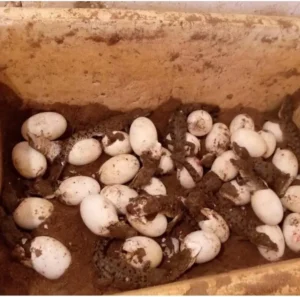 Nacen 34 caimanes del Orinoco en el zoocriadero de la Unellez en Guanare