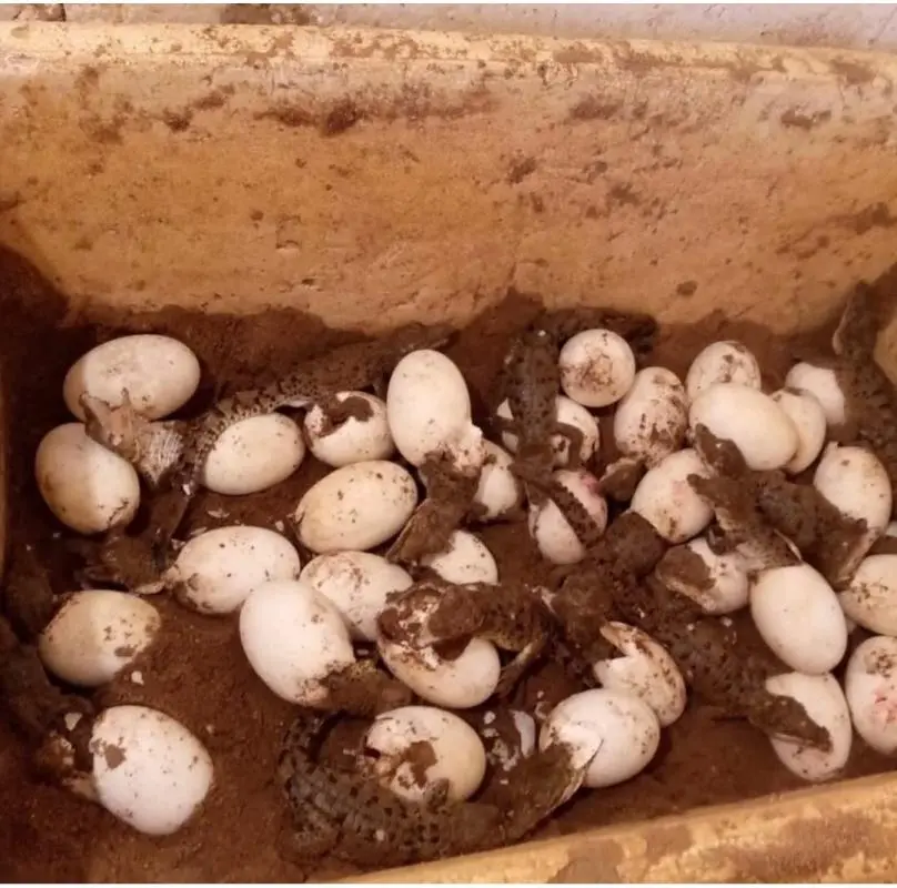 Nacen 34 caimanes del Orinoco en el zoocriadero de la Unellez en Guanare