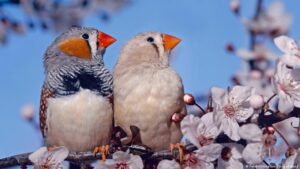 Neurogénesis en aves abre puerta a reparar el cerebro