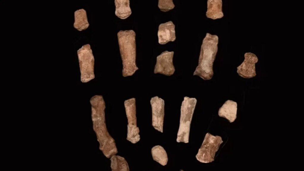No fuimos los primeros en moldear el mundo con herramientas, aunque durante décadas lo dimos por hecho. Fósiles hallados en Kenia sugieren que otra especie ya manipulaba piedra mucho antes de que apareciera el ser humano