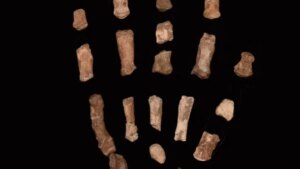 No fuimos los primeros en moldear el mundo con herramientas, aunque durante décadas lo dimos por hecho. Fósiles hallados en Kenia sugieren que otra especie ya manipulaba piedra mucho antes de que apareciera el ser humano