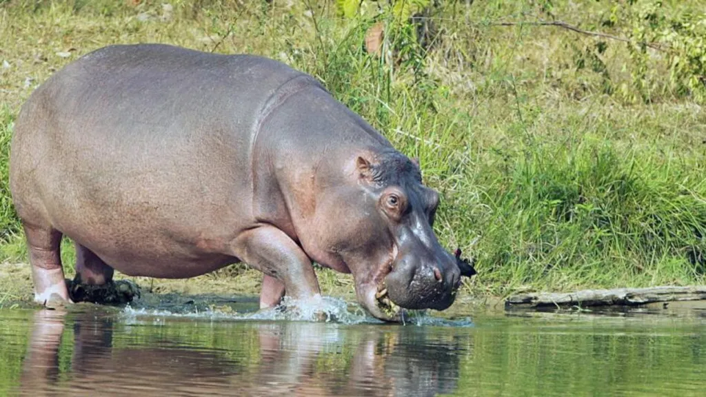 No solo hipopótamos: este es el listado de especies exóticas invasoras en Colombia