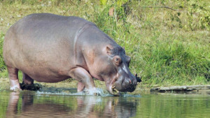 No solo hipopótamos: este es el listado de especies exóticas invasoras en Colombia