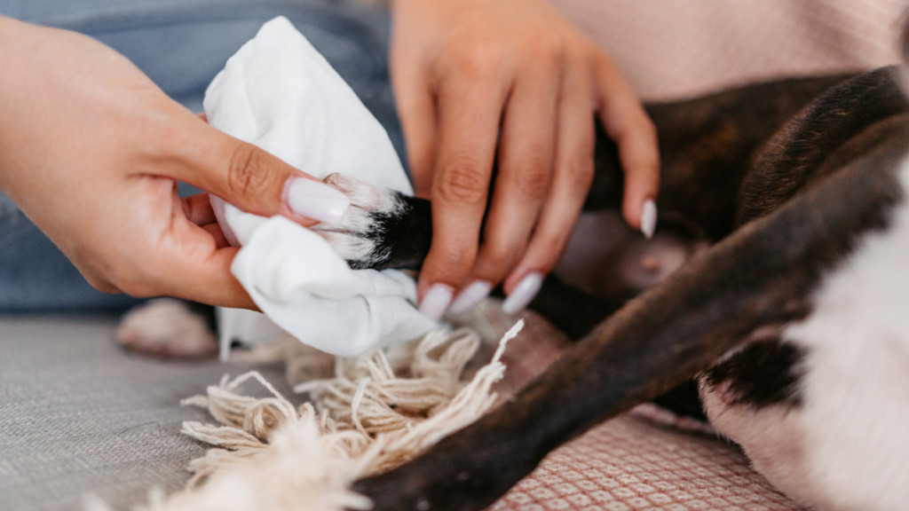No solo las patitas: los ojos también deben limpiarse en su perro luego de salir a la calle y así debe hacerlo