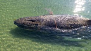 Optan por «dejar en paz» a ballena jorobada para que recupere fuerzas y vuelva sola al mar