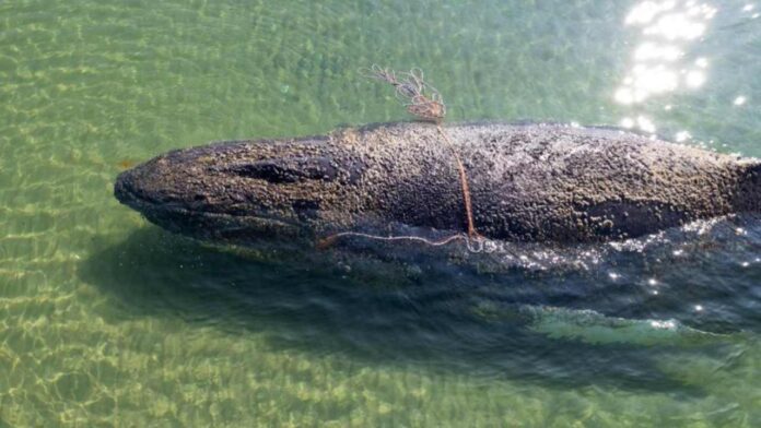 Optan por «dejar en paz» a ballena jorobada para que recupere fuerzas y vuelva sola al mar