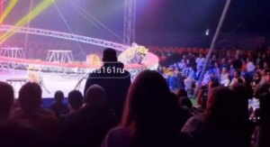 Pánico en circo de Rusia: tigre salta al público en un espectáculo