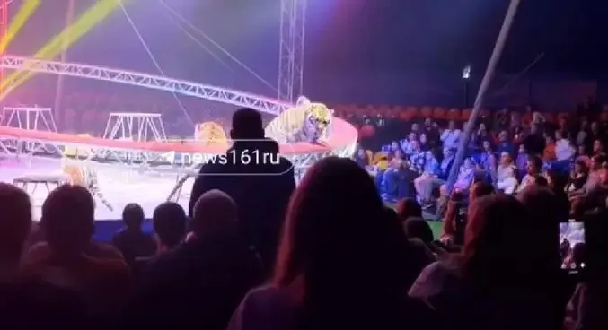 Pánico en circo de Rusia: tigre salta al público en un espectáculo