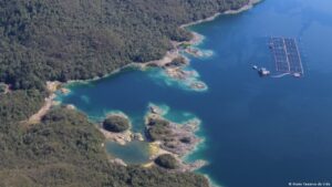Patagonia y las salmoneras: ¿qué pasa bajo la superficie?