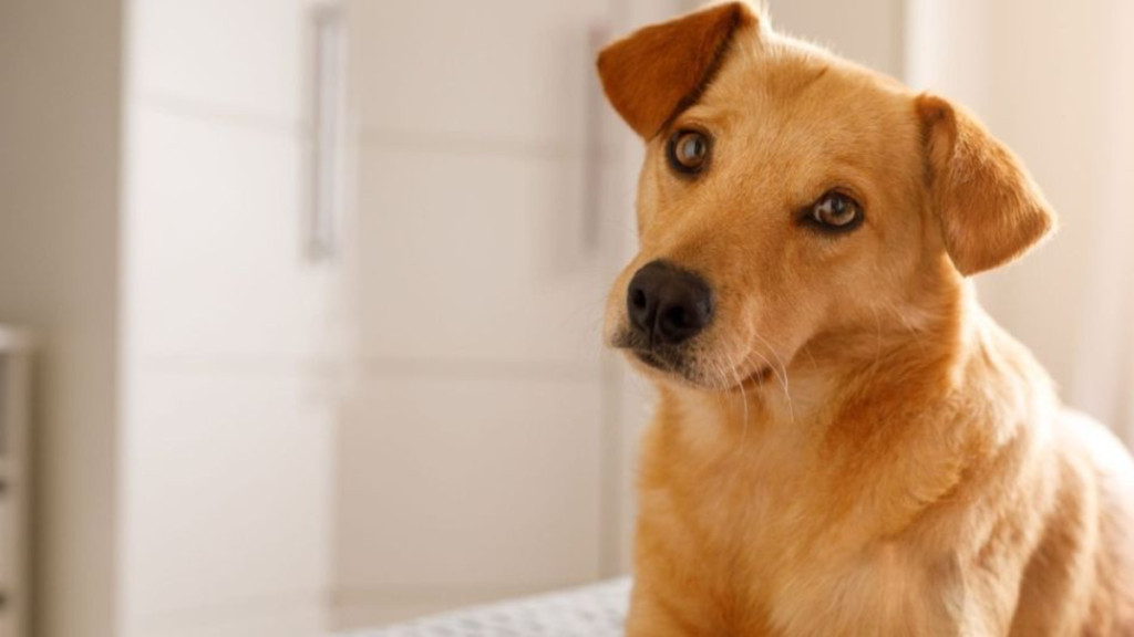 Perro caramelo: cuál es, origen, características y por qué es tan común en Latinoamérica