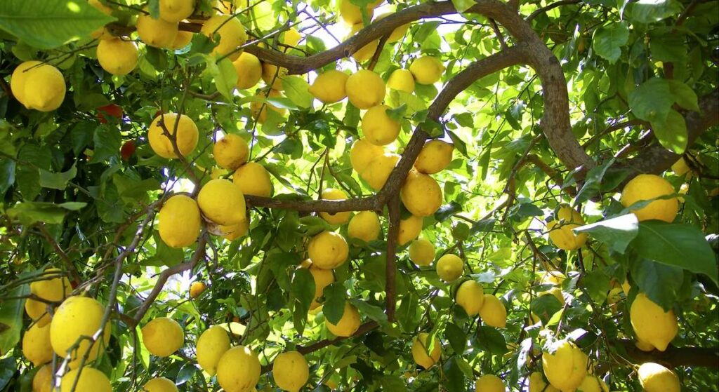 Poda tu limonero en casa: ¿Por qué es tan importante despuntar sus ramas en abril?