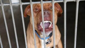 Preocupación en Inglaterra por los ataques de perros: tres muertos en abril y 30.000 heridos en un año | elperiodico.com