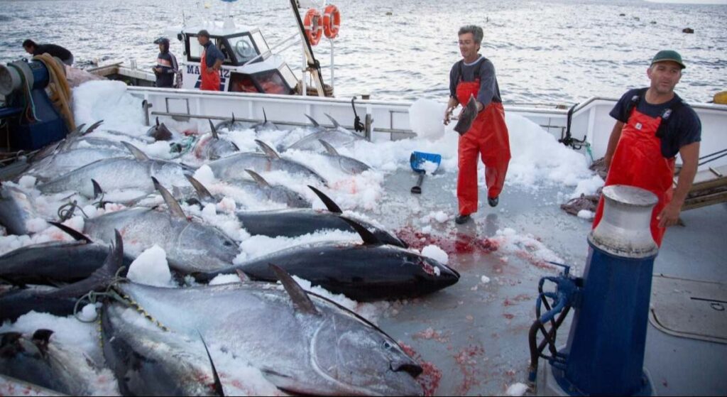 Primera 'levantá' en la almadraba de Barbate: las cuotas de atún rojo aumentan un 17%