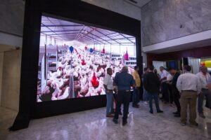 Producción de pollo y huevos cubre 68 % del consumo de proteína en Venezuela