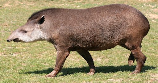 Refuerzan medidas de protección de la danta en Waraira Repano