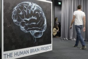 Regeneración cerebral de algunas aves podría inspirar la reparación del cerebro humano