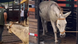 Rescatan en una isla de Cartagena a un burro que sufría maltrato animal: lo usaban como tiro al blanco
