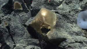 Resuelven por fin el misterio del «orbe dorado» oceánico