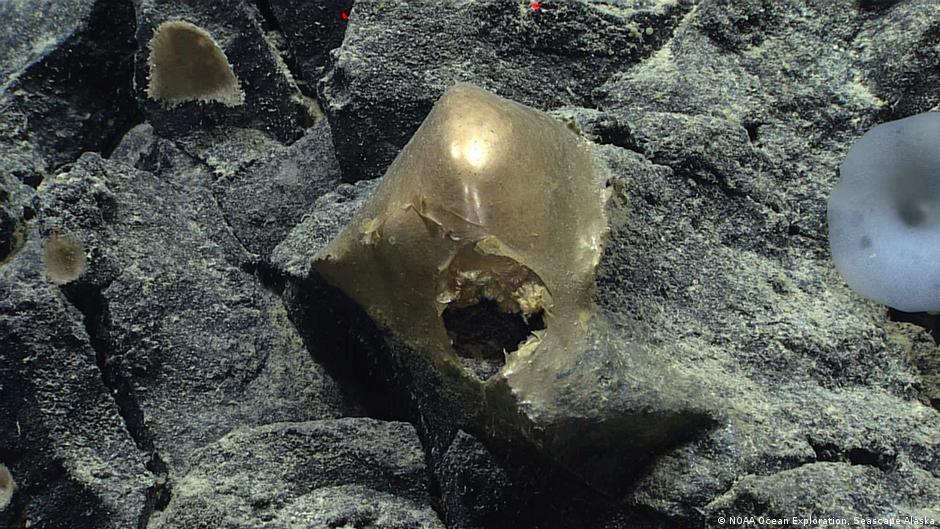 Resuelven por fin el misterio del "orbe dorado" oceánico