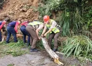 Retiran árbol que cayó en vía hacia la frontera