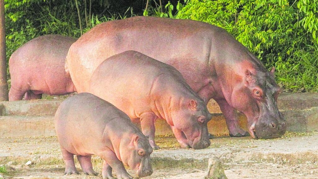 Sacrificio de hipopótamos en Colombia: AZCARM advierte sobre 'crimen animal'