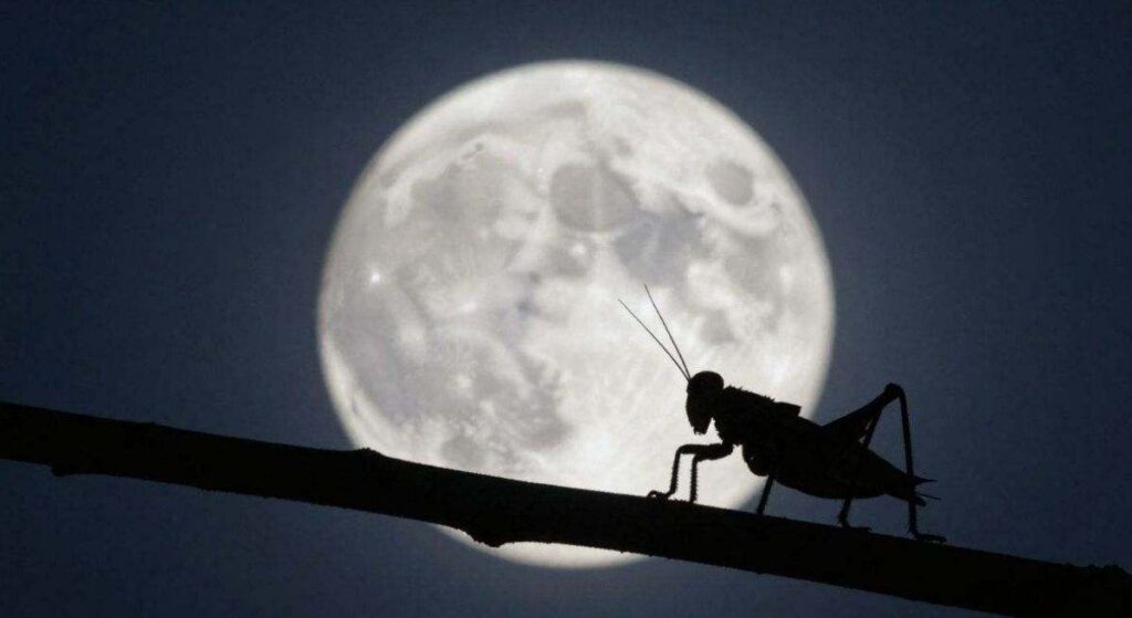 Si escuchas grillos en tu casa o tu jardín por la noche, te explicamos qué significa y por qué es bueno