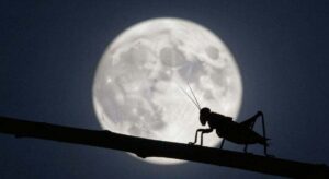 Si escuchas grillos en tu casa o tu jardín por la noche, te explicamos qué significa y por qué es bueno