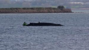 ‘Timmy’ viaja hacia mar abierto, tras un mes varada en Alemania | elperiodico.com