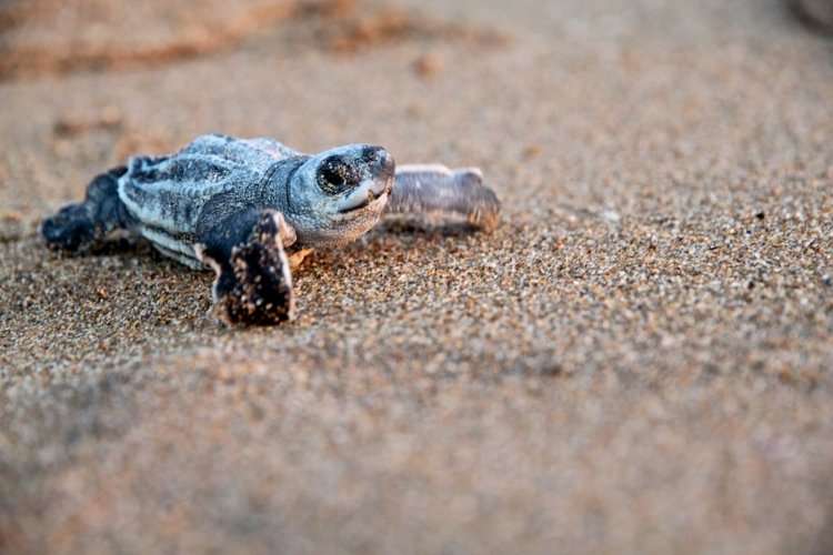 Tortuga Cardón regresa a su origen tras 30 años para desovar