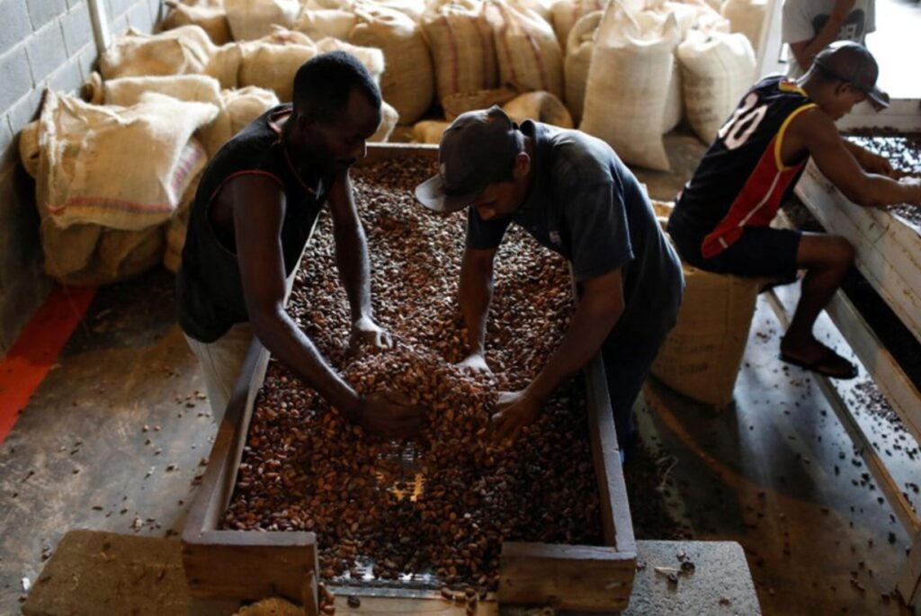 UE presentó nuevo reglamento para importación de café y cacao de productores venezolanos