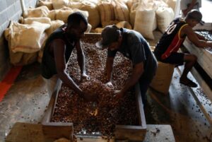 UE presentó nuevo reglamento para importación de café y cacao de productores venezolanos