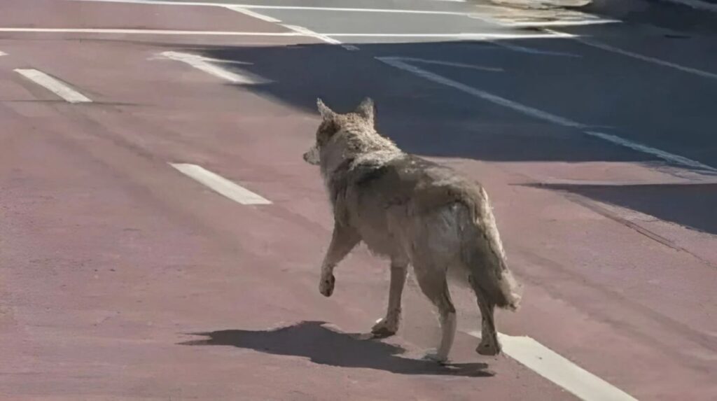 Una foto de un lobo creada con IA podría mandar a un hombre a prisión: qué pasó