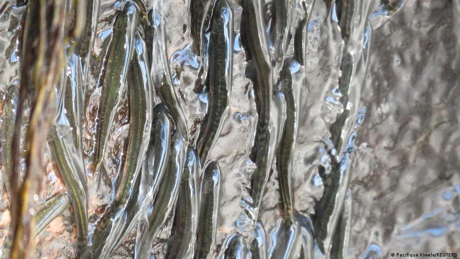 Una proeza inédita en África: peces que escalan cascadas