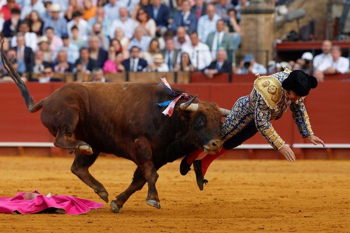 VIDEO: Un famoso torero sufrió una cornada de 10 centímetros que le perforó el recto