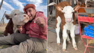 el ternero abandonado que lucha por sobrevivir gracias a los cuidados de un veterinario