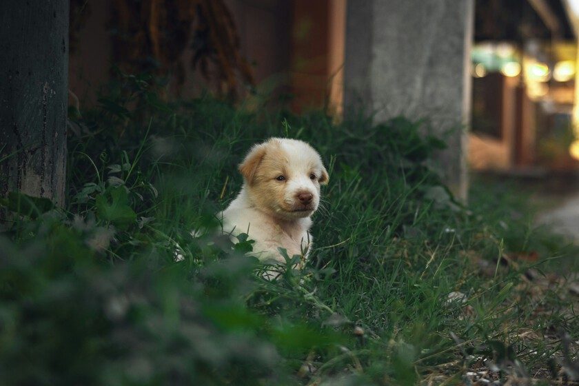 un cachorro de hace 15.800 años reescribe la historia de la domesticación