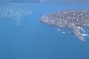 ¡Increíble! Avistaron a dos tiburones ballena en las costas de Chichiriviche de la Costa (VIDEO)