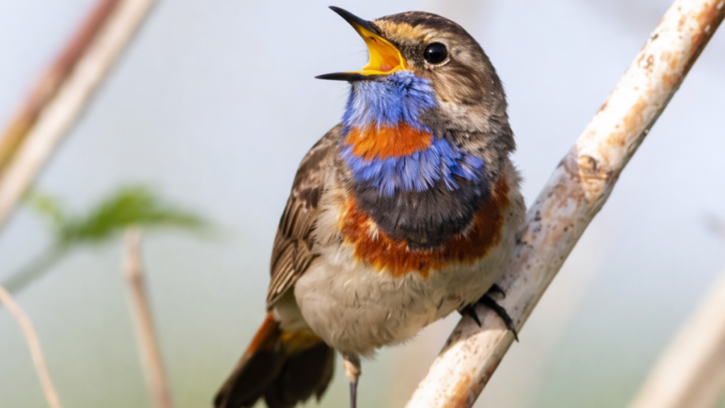 ¿Cómo atraer pájaros a su jardín casero en tres simples pasos? Debe volverse un espacio seguro